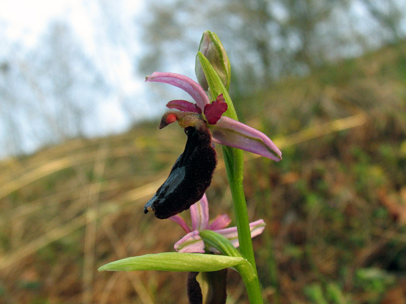 Ophrys bertolonii subsp. benacensis
